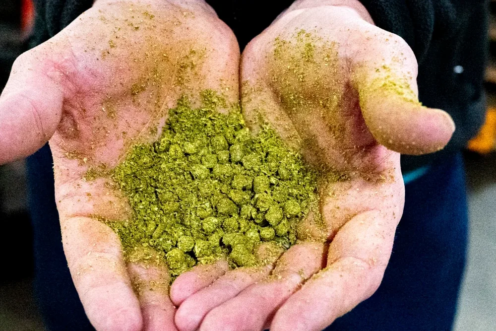 A double handful of hops on the brewery floor